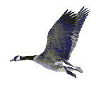 goose.gif)