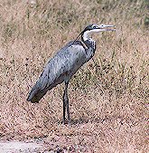 heron.jpg (16843 bytes)