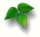 leafball.gif (1823 bytes)