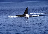 orca2.jpg (8758 bytes)